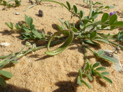Astragalus annularis