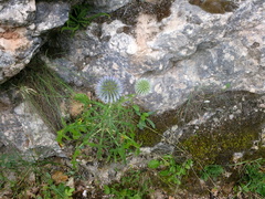 Echinops armatus