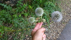 Echinops armatus