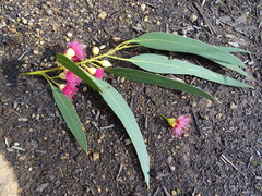 Eucalyptus leucoxylon leucoxylon