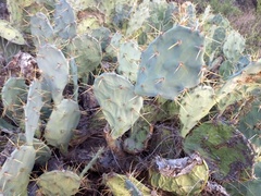 Opuntia stricta