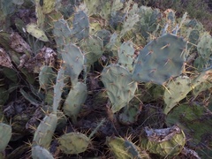 Opuntia stricta