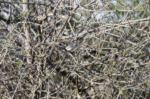 iNaturalist observation photo of Blue-gray Gnatcatcher