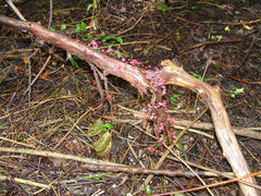 Marasmius pulcherripes