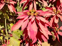 Euphorbia pulcherrima