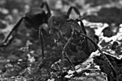 Odontoponera transversa