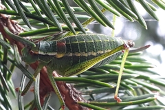 Barbitistes constrictus