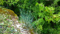Allium marschalianum