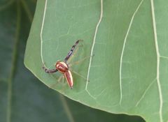 Epocilla