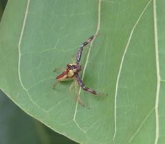 Epocilla