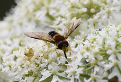 Leucozona glaucia