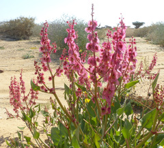 Rumex cyprius