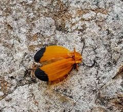 Lycus arizonensis
