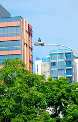 Columba livia domestica