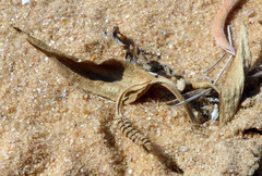 Ophioglossum polyphyllum