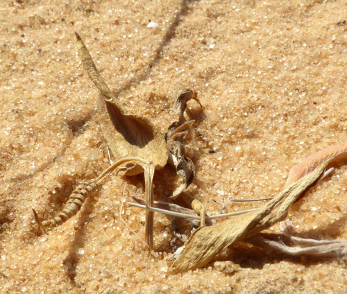 Ophioglossum polyphyllum