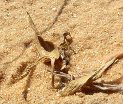 Ophioglossum polyphyllum