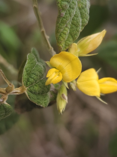 Rhynchosia reticulata observed 2025-01-07