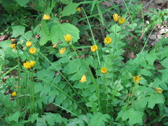 Aposeris foetida