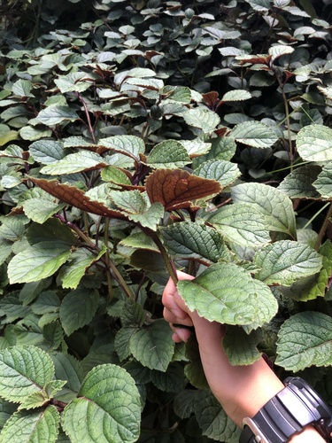 Foto de Coração-roxo