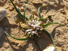 Colchicum palaestinum