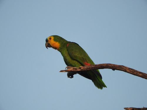Turquoise-fronted Amazon