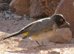 Pycnonotus nigricans