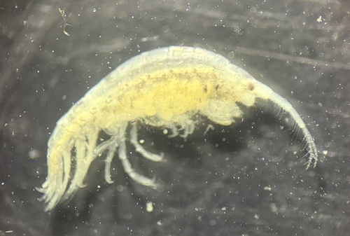 Ericthonius brasiliensis observed 2024-11-24