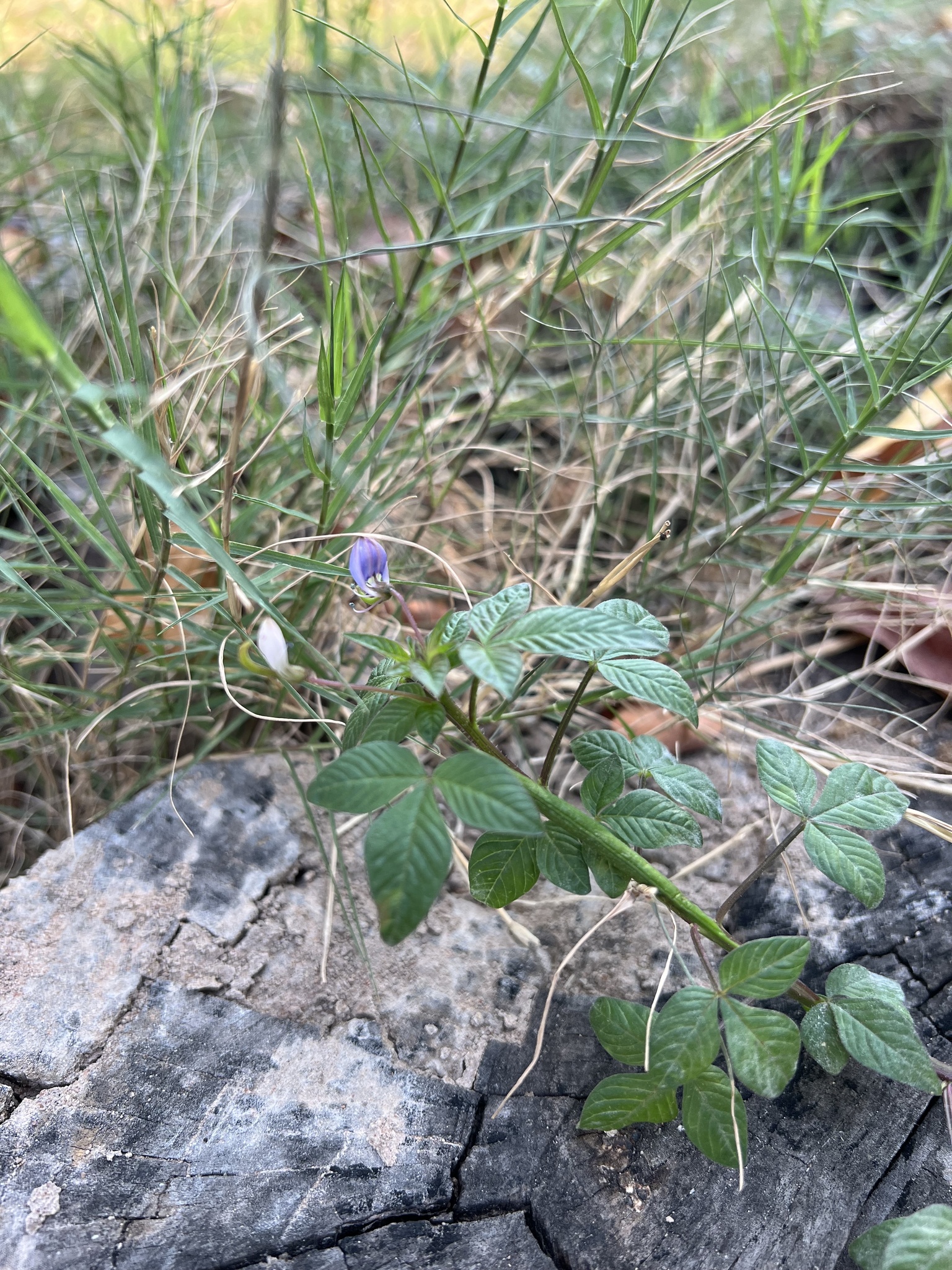 Imagem de Flor de Aranha