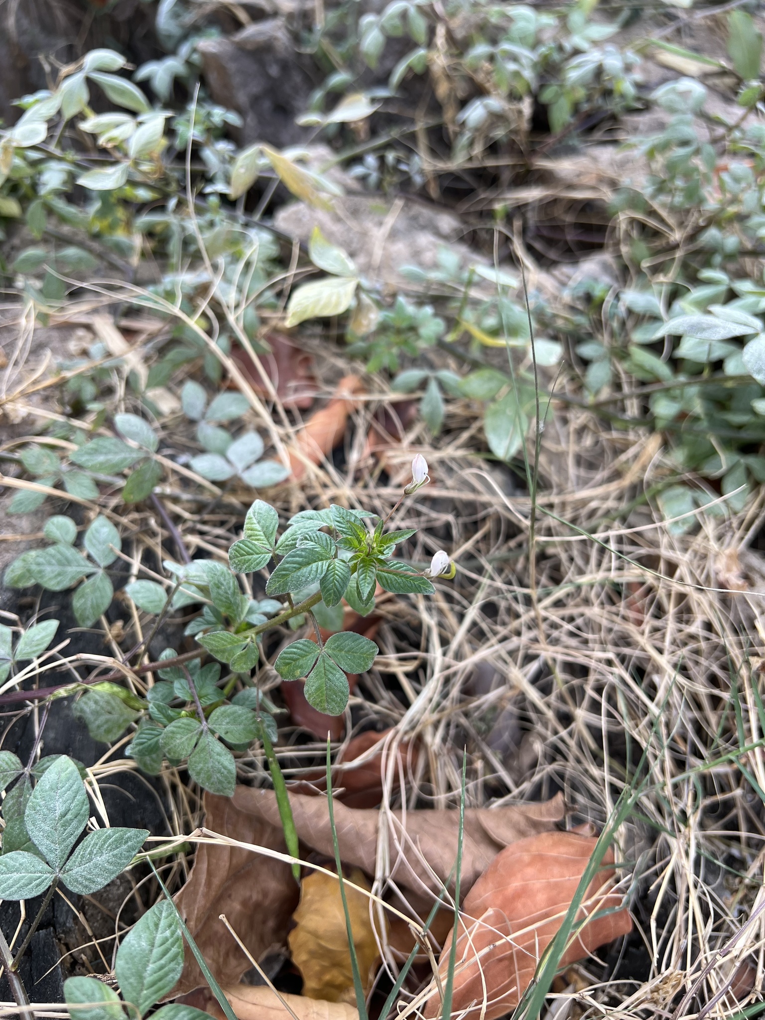 Imagem de Flor de Aranha