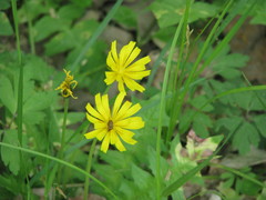 Aposeris foetida