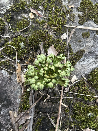 Foto de Rosa de jericó