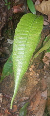 Tectaria singaporiana