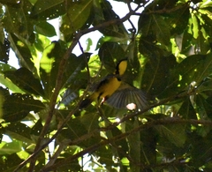 Pachycephala vitiensis