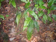 Tectaria singaporiana