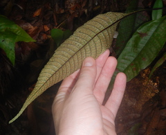 Tectaria singaporiana