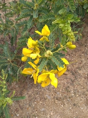 Senna auriculata
