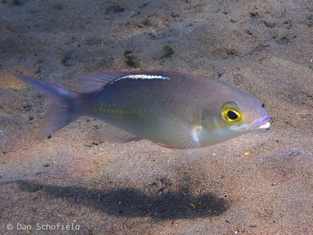 Saw-jawed Monocle Bream