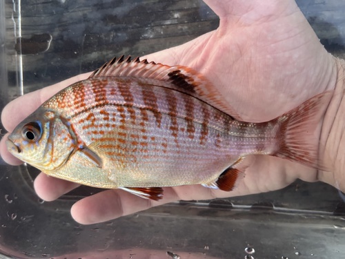 Rainbow seaperch (Hypsurus caryi) — Embiotocidae — 2