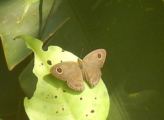 Ypthima horsfieldii humei