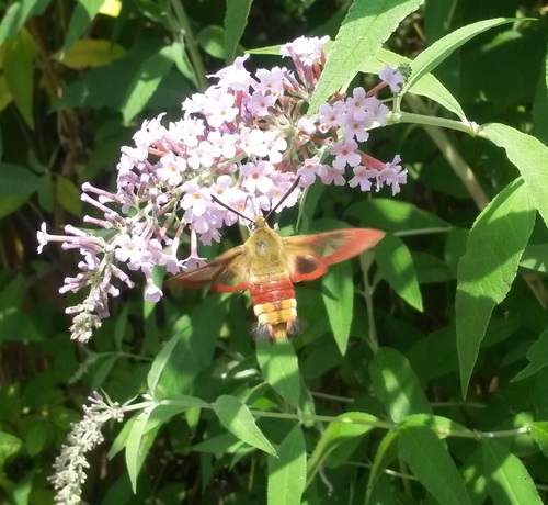 Hemaris fuciformis