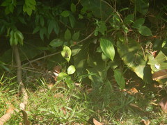 Ypthima horsfieldii humei