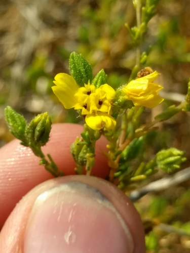 Image of Deinandra lobbii by (c) Ken-ichi Ueda, some rights reserved (CC BY)