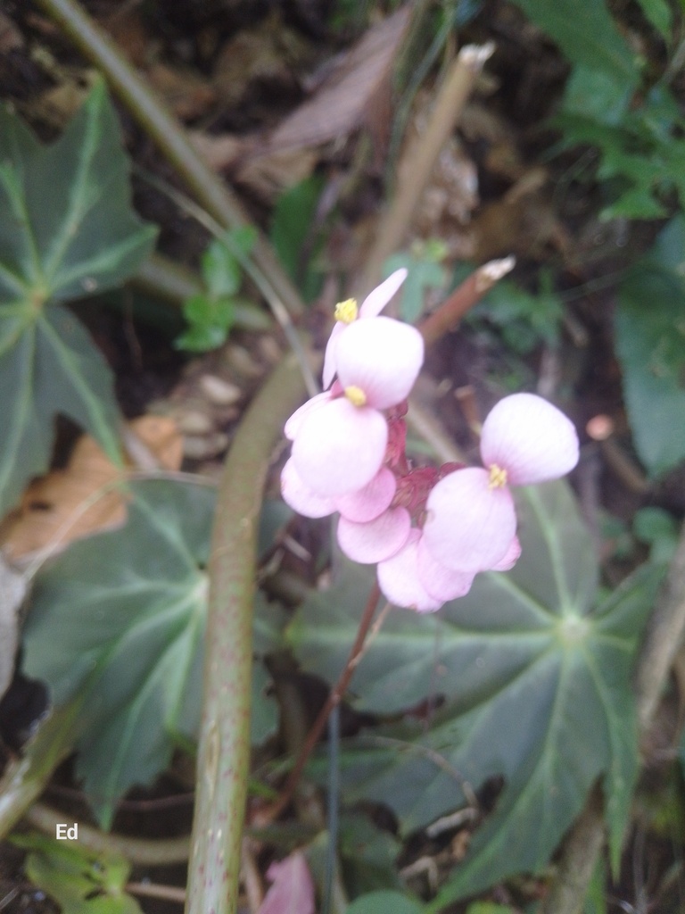 Foto de Begônia rex