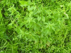 Ludwigia hyssopifolia