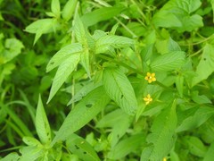 Ludwigia hyssopifolia