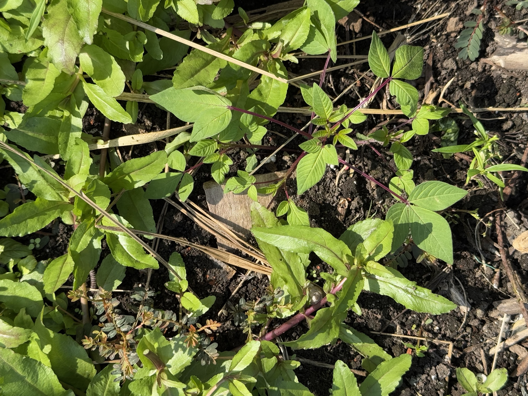 Imagem de Flor de Aranha
