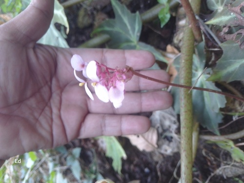 Foto de Begônia rex