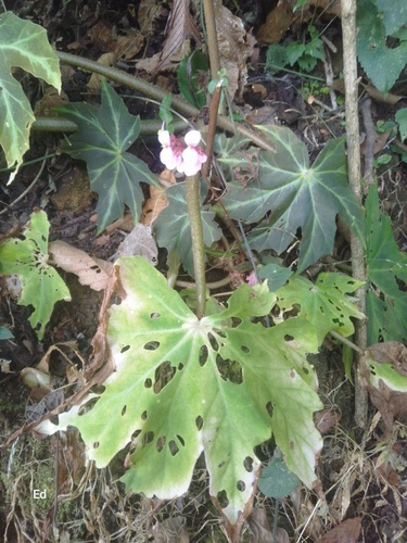 Foto de Begônia rex