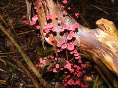 Marasmius pulcherripes